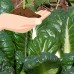 Tatsoi Mustard Seeds: 25 Lbs Bulk - Bulk, Tat Soi Microgreens & Herb Garden Seeds - Grow Micro Greens   565498702